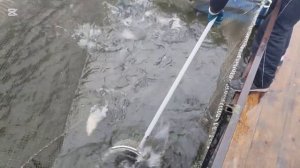 Зарыбление.