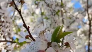 КОМЕДИЯ РОК Сборник Клипов № 13