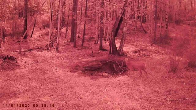 ИЗЮБР КОСУЛЯ ГУРАН БЕЛКА смотреть онлайн