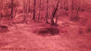 ИЗЮБР КОСУЛЯ ГУРАН БЕЛКА