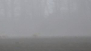 Охота на зайца с собаками сезон 2025-2026(25часть)