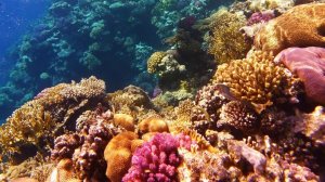 Снорклинг в Красном море