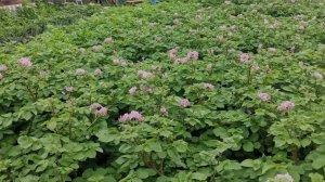 Картофель из семян зелёных ягодок.