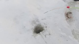 по ловил окуньков, зимняя рыбалка+37