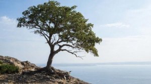 Одинокое деревце (в моём исполнении на мои стихи)