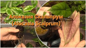 АЛОКАЗИЯ СКАЛЬПРУМ. Быстрый рост! Перевалка КЛОНОВ.