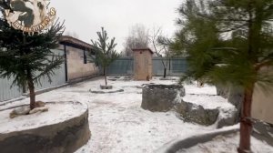 АБОРИГЕННЫЕ АРМЯНСКИЕ ВОЛКОДАВЫ ➖ГАМПРЫ.ХАННА И САРКИС.ВОПЛОЩЕНИЕ СИЛЫ И ДУХА.