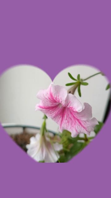 1000030188.mp4 смотреть онлайн