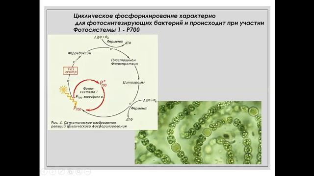 фотосинтез 2