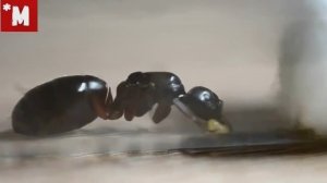 Camponotus vagus (чёрный муравей древоточец) и доктор Ливси.