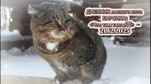 ДНЕВНИК лесного кота БАРСИКА: «Что там такое?!»  - 21.12.2025