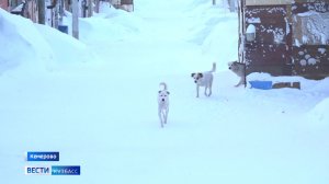 Псарня в гараже: жительница Кедровки боится выходить во двор из-за соседских дворняг