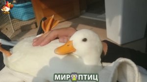Мир птиц – красота и грация пернатых созданий Природы 🦩🦚🦜 Выпуск (425) 🦉🐦🐤