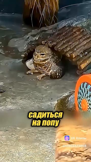 История Кроличий сыч