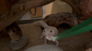 Гуляем. Кормим эублефара Дошли ручки до украшения