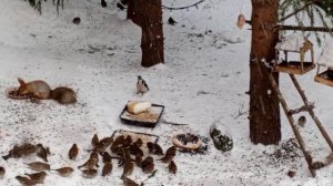 дикие животные за окном