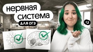 НЕРВНАЯ СИСТЕМА ДЛЯ ОГЭ ПО БИОЛОГИИ 2026😍