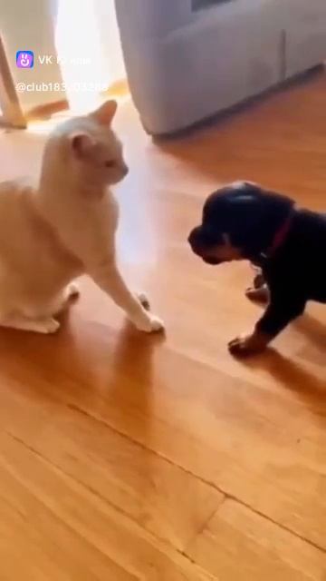 Приколы с животными