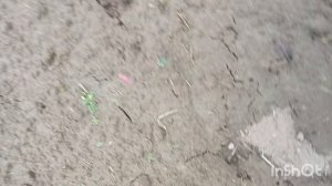 Виноград укрыла, лук тоже, 2 песни создала,21.12.25