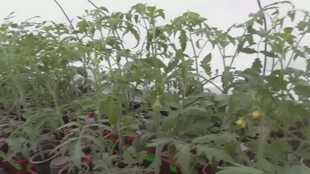 Мороз минус 8 томаты в теплице пережили! Ждем минус 10! Обзор огорода, погоды и рассады томатов.