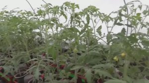 Мороз минус 8 томаты в теплице пережили! Ждем минус 10! Обзор огорода, погоды и рассады томатов.