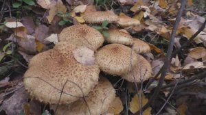 Чешуйчатка обыкновенная  съедобна после отваривания.