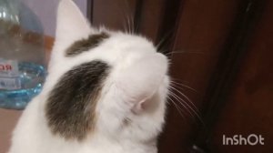 как правильно кормить кошек? от Беллы и пуши.