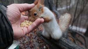 Голодная милая белка