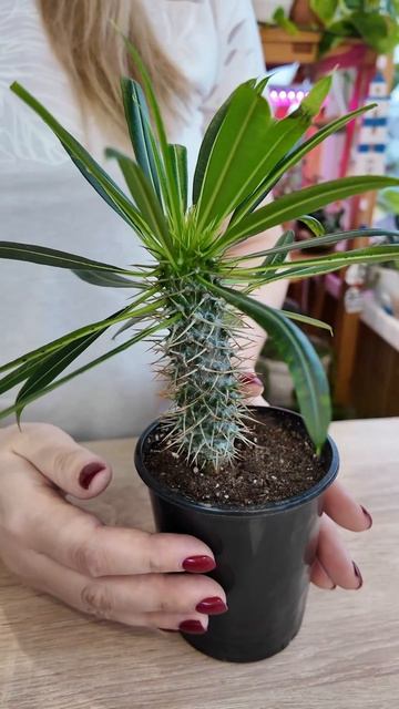 Пахиподиум, моя мадагаскарская пальма два года волшебства в горшке смотреть онлайн