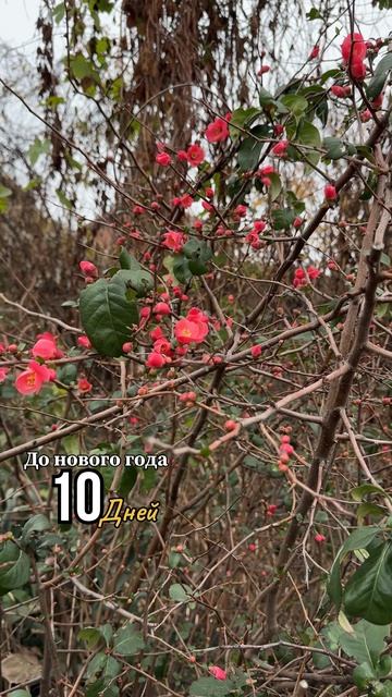 Новогоднее чудо. В Краснодаре цветет сирень и айва смотреть онлайн