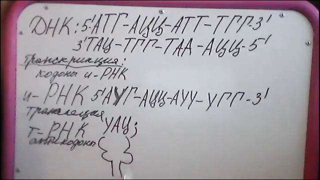 задача синтез белка