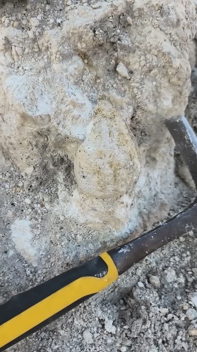 Окаменелость Крым Эоцен