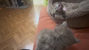 Мы приехали с Анфисой к Лида, а у нее снова конкуренция с Люськой, лишь бы не отдать Люсю Елисею)))