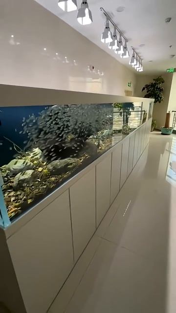 Удивительный длинный аквариум на 6 метров смотреть онлайн