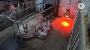 Забой свиноматки на второй день после опороса!