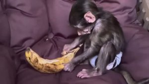 Анфиса СПИОНЕРИЛА целый банан и мы отправились с ней и Фиником искать ПРОПАВШЕГО Влада!!!