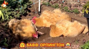 Куры Бафф Орпингтон ласковые золотые несушки❣️🤗😂 (151)