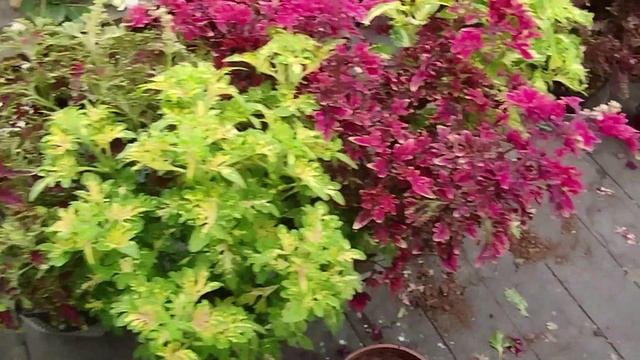 Наши колеусы - взгляд со стороны.Часть 3, обзор сортов