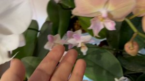 Мои чудесные орхидеи