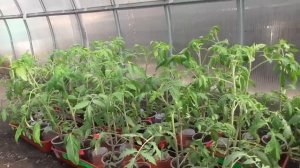 Все, мое терпение лопнуло! Выношу томаты в теплицу на постоянку.  29 марта 2023 года.