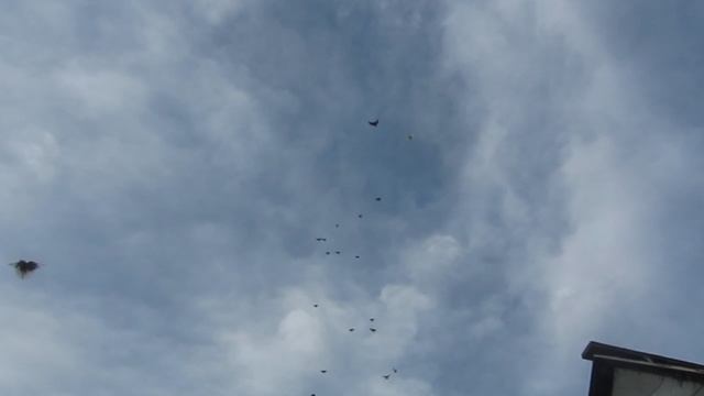 MVI_5583 смотреть онлайн