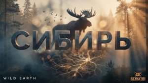 Сибирь 4K | Документальный фильм о дикой природе