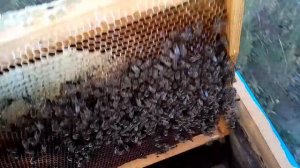 ЛЮБИТЕЛЯМ СРЕДНЕРУССКОЙ ПЧЕЛЫ .