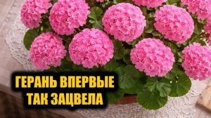Герань никогда так не цвела! Бабушкин рецепт подкормки заставил пышно цвести чахлую герань