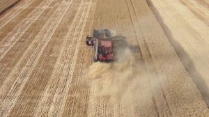 Уборка Кубанской пшеницы