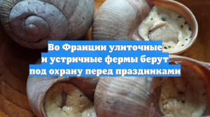 BFMTV: во Франции усилили охрану ферм с устрицами из-за краж перед Рождеством