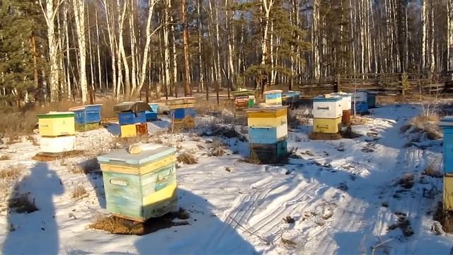 for Brazilian beekeepers  бразильские пчеловоды попросили показать русских пчел 