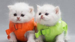 РАЗВЛЕКАТЕЛЬНОЕ ВИДЕО ДЛЯ ДЕТЕЙ