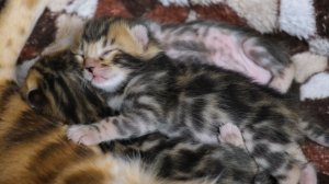 НОВЫЙ КОРМ ДЛЯ КОШКИ: Распаковка и Дегустация!