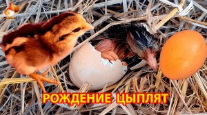 Рождение цыплят под наседкой 🐣🐥🐤